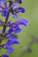 Fleur de sauge des prés