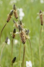 Fleur de plantain lancéolé