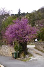 Arbre de Judée