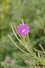 Fleur d