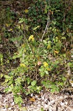 Mahonia