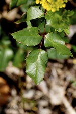 Feuilles de mahonia