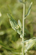Feuille de moutarde des champs