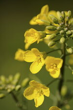 Fleur de moutarde des champs