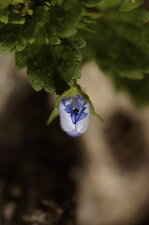 Eclosion d