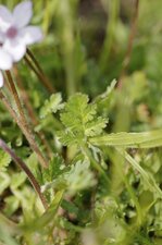 Erodium acaule - sous réserve