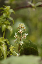 Fin de floraison
