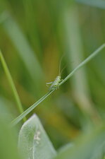 Petite sauterelle verte