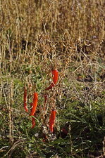 Piments abandonnés