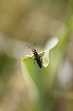 Tenthrède sp.