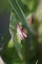 Petit criquet