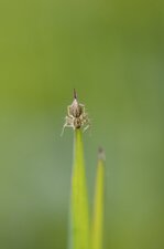 Oxyopidé sp. - sous réserve
