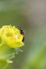 Hyménoptère à déterminer