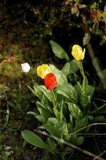 Tulipes horticoles