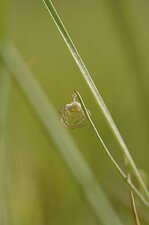 Penderie pour araignées