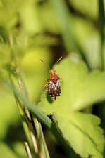 Rhopalus subrufus