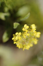 Fleur de passerage simple