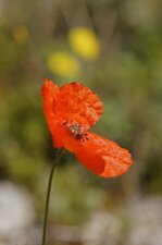 Coquelicot de lecoq - sous réserve