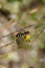 Syrphe à lunule ou syrphe pyrastre ?