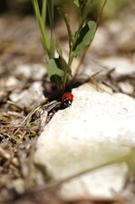 Coccinelle à 7 points