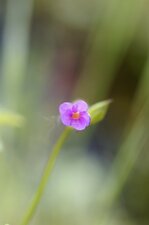 Fleur d