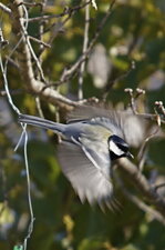 Mésange charbonnière