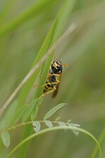 Polistes dominulus