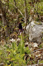 Orchis brûlé - sous réserve