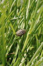 Valgus hemipterus - sous réserve