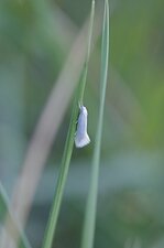 Elachista argentella