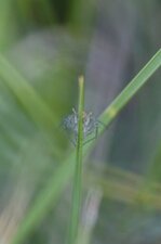 Partie de cache-cache avec une petite araignée