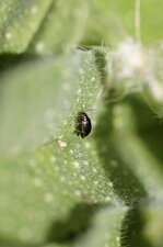 Une chrysomèle ?