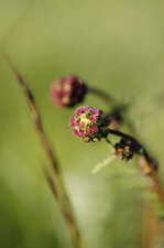 Fleur de pimprenelle
