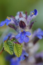 Fleur de bugle en pyramide