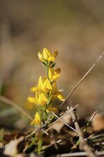 Fleur de cytise ou de lotier ?