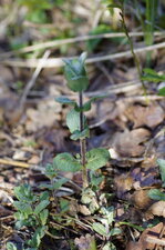 Menthe sp.