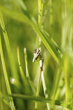 Une mouche du céleri, peut-être ?