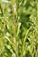 Feuille de grande marguerite
