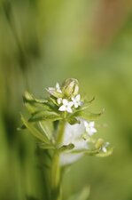 Fleur de gaillet gratteron - sous réserve