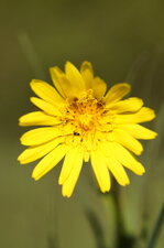 Fleur de salsifis des prés