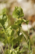 Aristoloche clématite