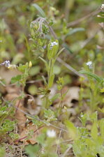 Myosotis des champs - sous réserve