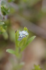 Myosotis des champs - sous réserve
