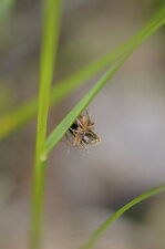 Trop fortes ces araignées