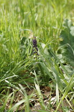 Muscari à toupet