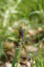 Muscari à toupet