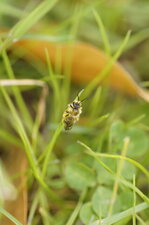 Abeille solitaire