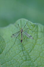 Nephrotoma appendiculata