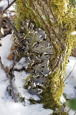 Lichen