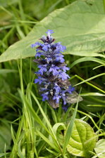 Bugle rampante